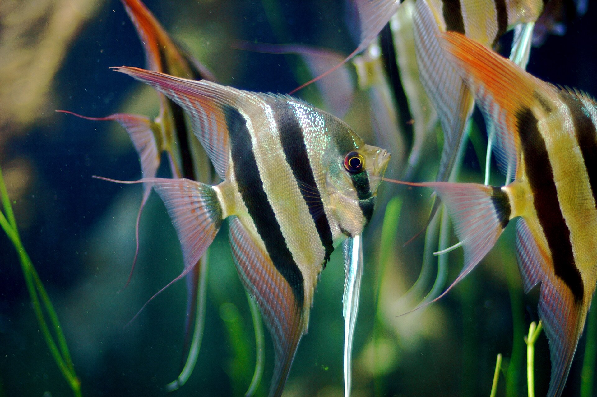 Imagem de referência relacionada a Pterophyllum altum, item descrito como registro de referência sobre Pterophyllum altum, organizado a partir de dados estruturados abertos