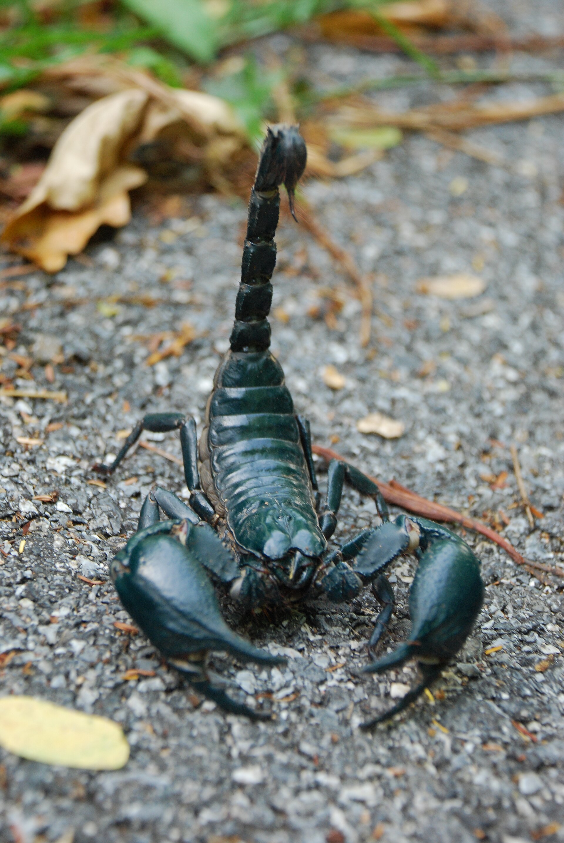 Imagem de referência de escorpião, descrito nos dados abertos como aracnídeos da ordem Scorpiones