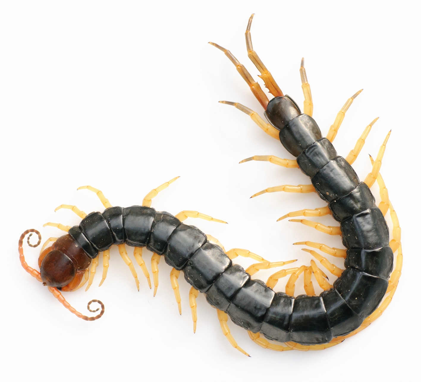 Imagem de referência relacionada a Scolopendra subspinipes mutilans, item descrito como registro de referência sobre Scolopendra subspinipes mutilans, organizado a partir de dados estruturados abertos
