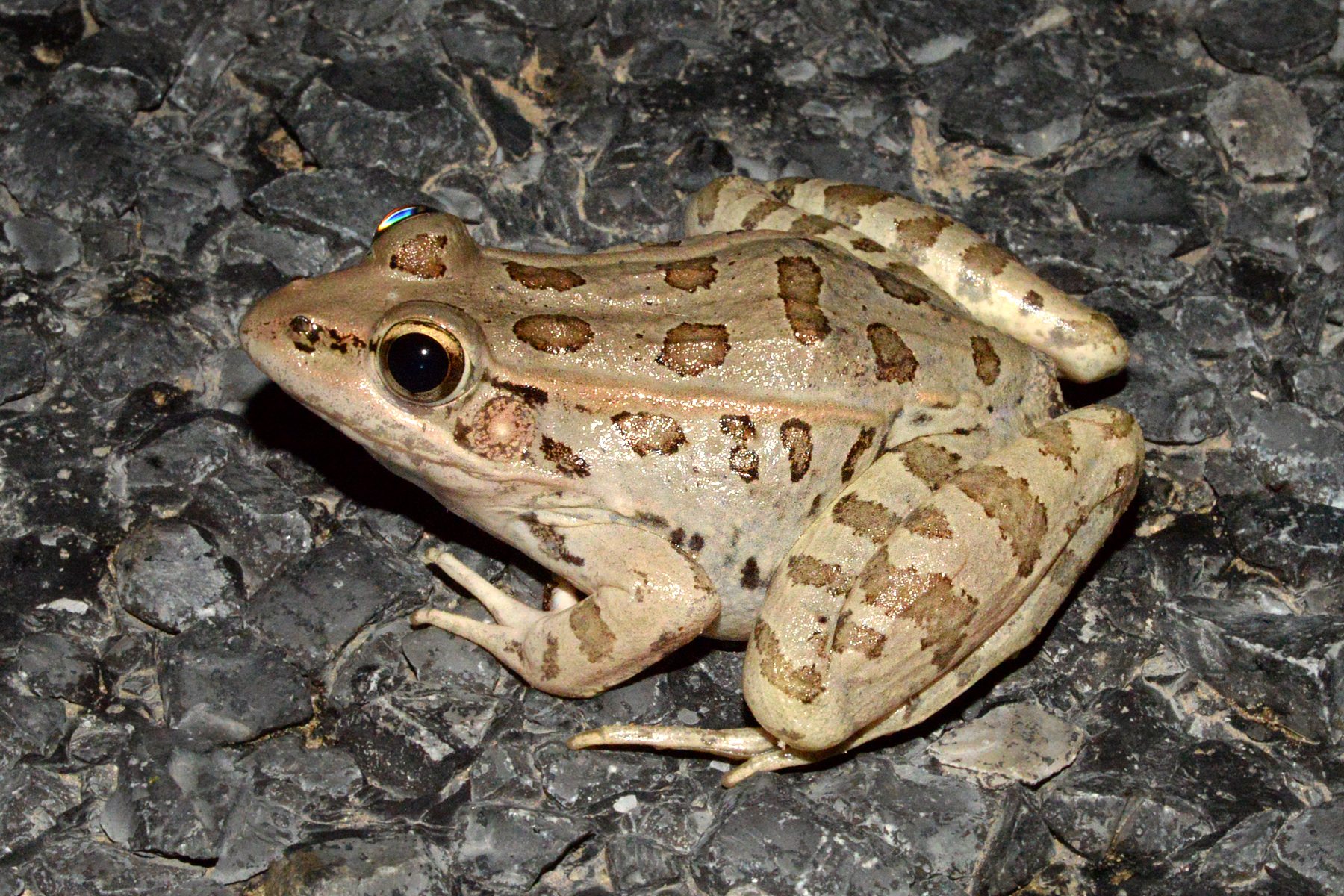 Imagem de referência relacionada a Lithobates berlandieri, item descrito como espécie de anfíbio