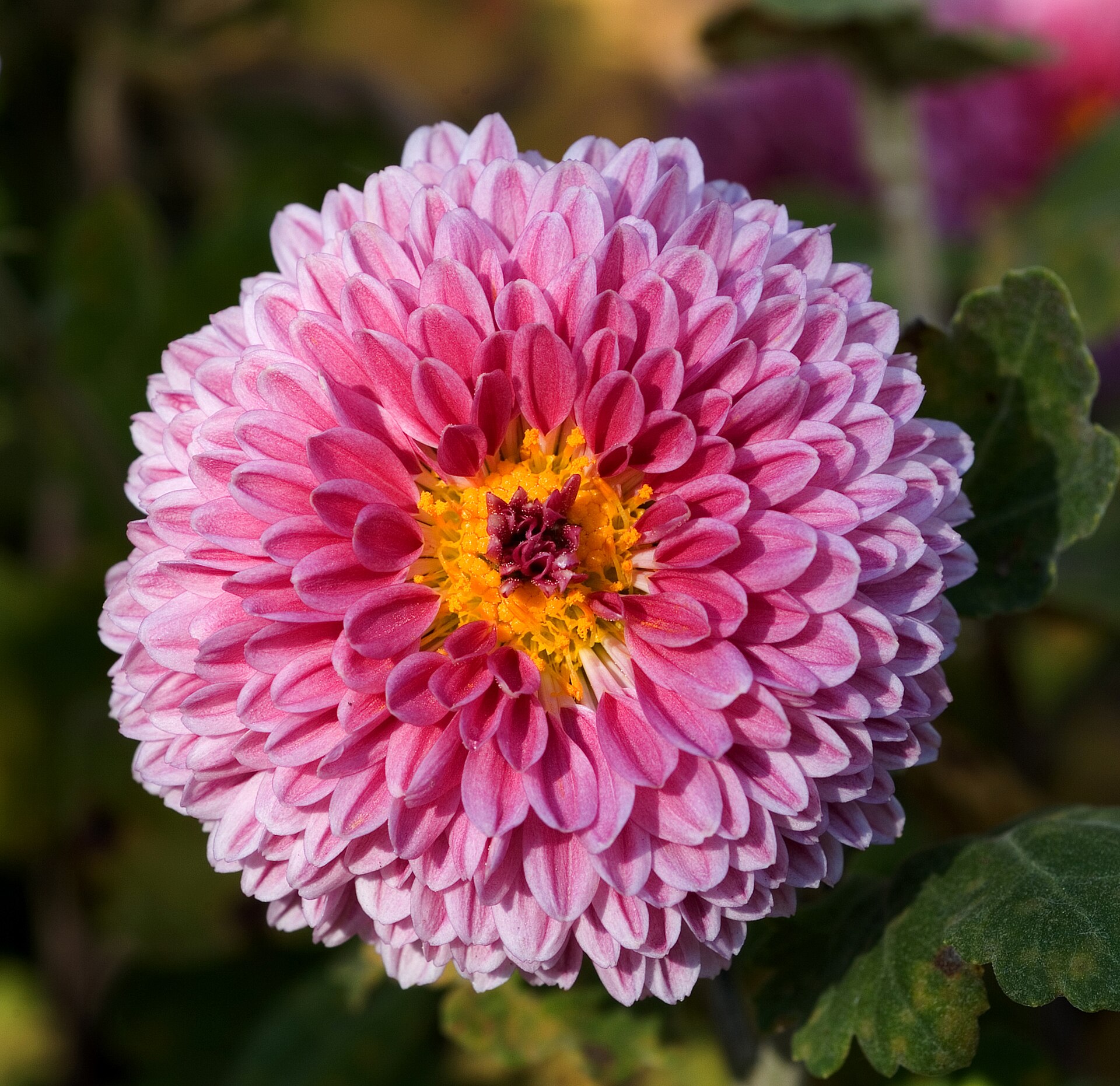 Imagem de referência relacionada a Chrysanthemum, item descrito como género de plantas