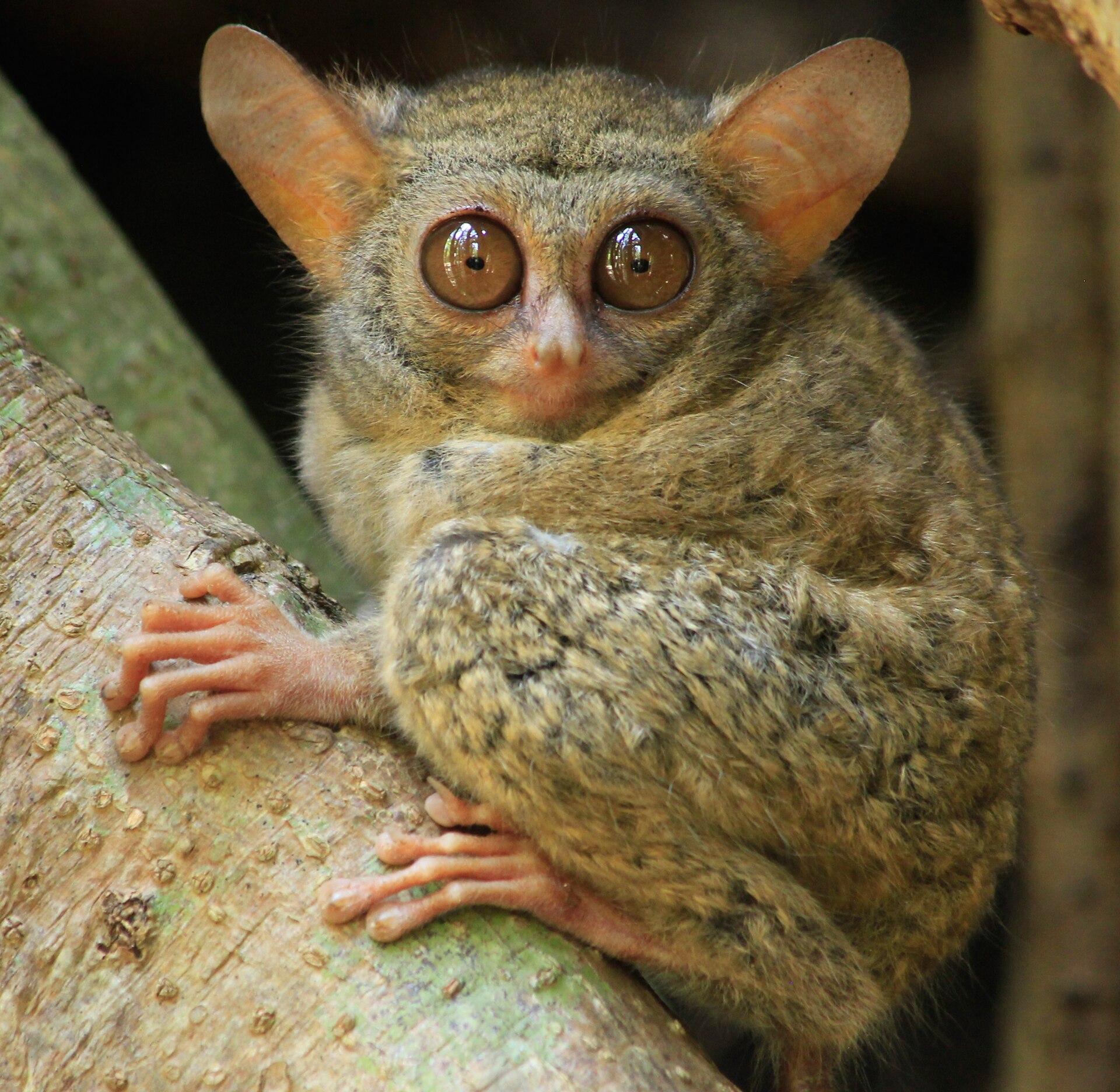 Imagem de referência relacionada a Tarsius, item descrito como gênero de primata nativo do sudeste da Ásia