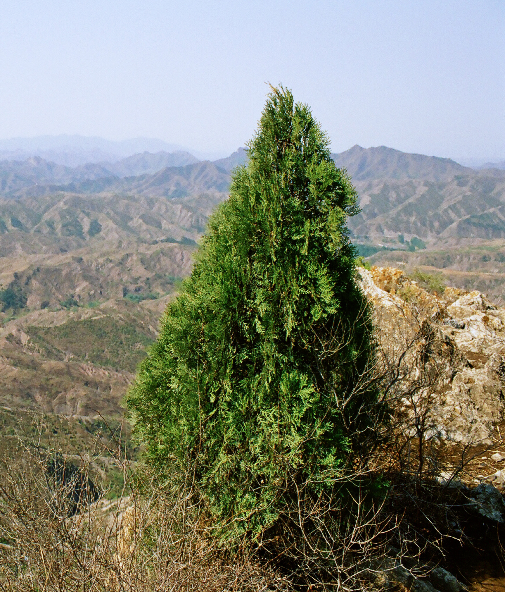 Imagem de referência relacionada a Tuia-da-china, item descrito como espécie de planta