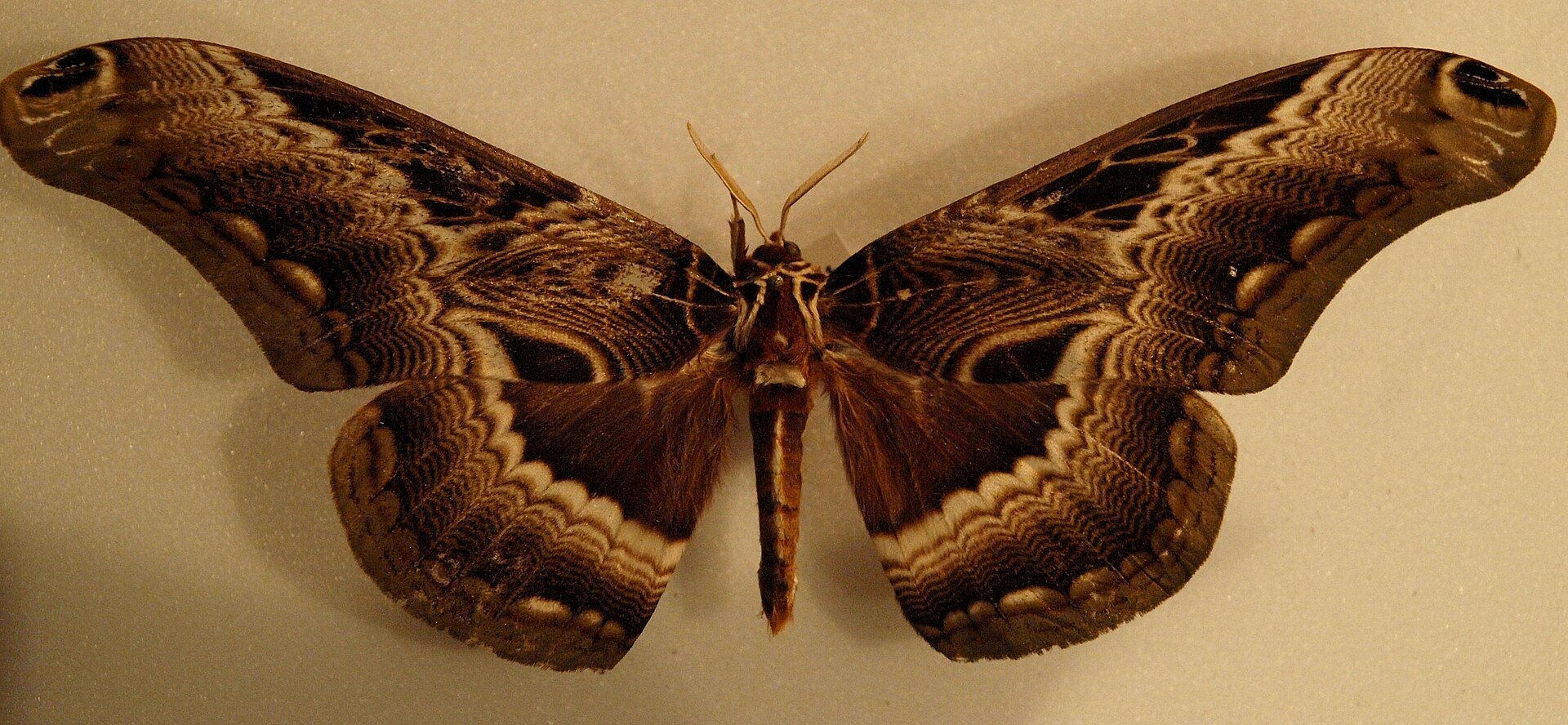 Imagem de referência relacionada a Dactyloceras, item descrito como género de insetos