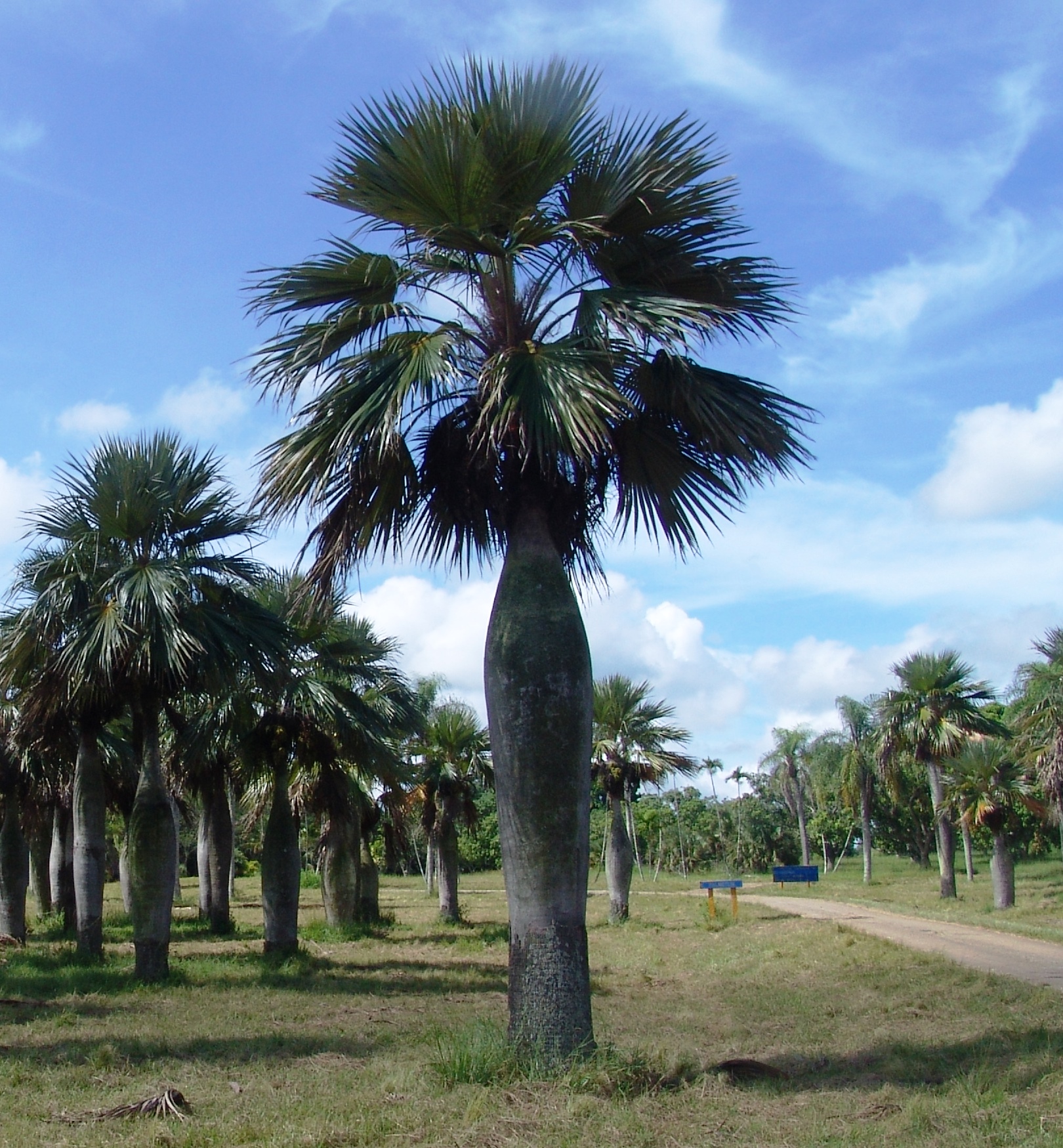 Imagem de referência relacionada a Colpothrinax, item descrito como género de plantas