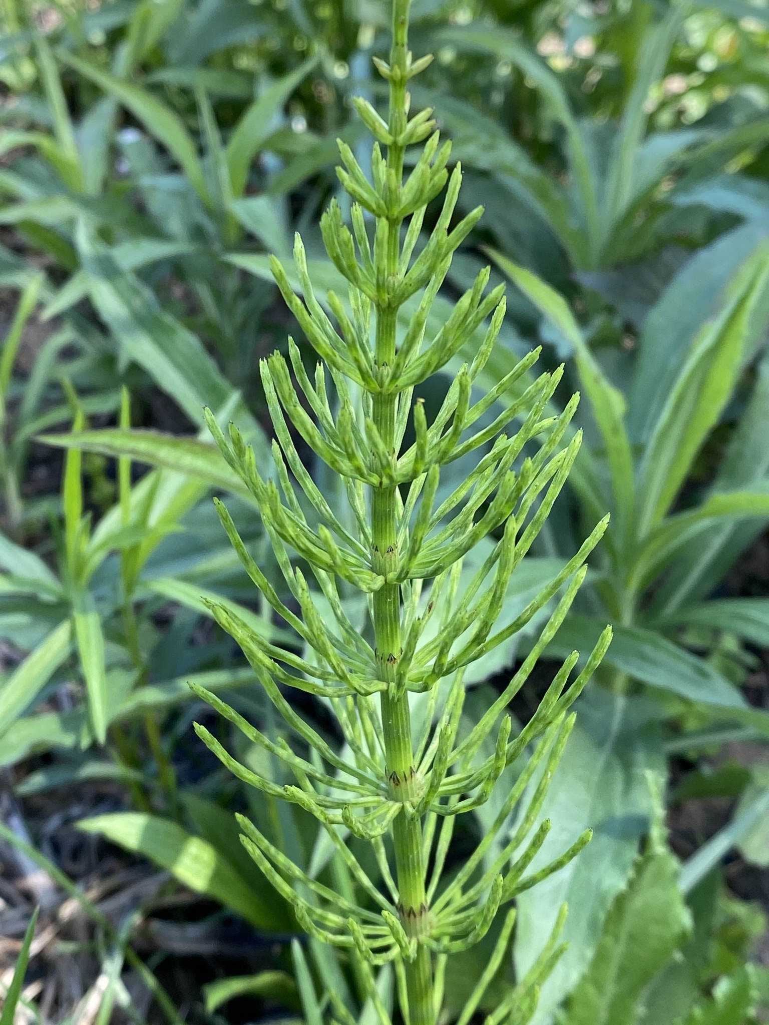 Imagem de referência relacionada a Equisetum arvense, item descrito como espécie de planta pteridófita