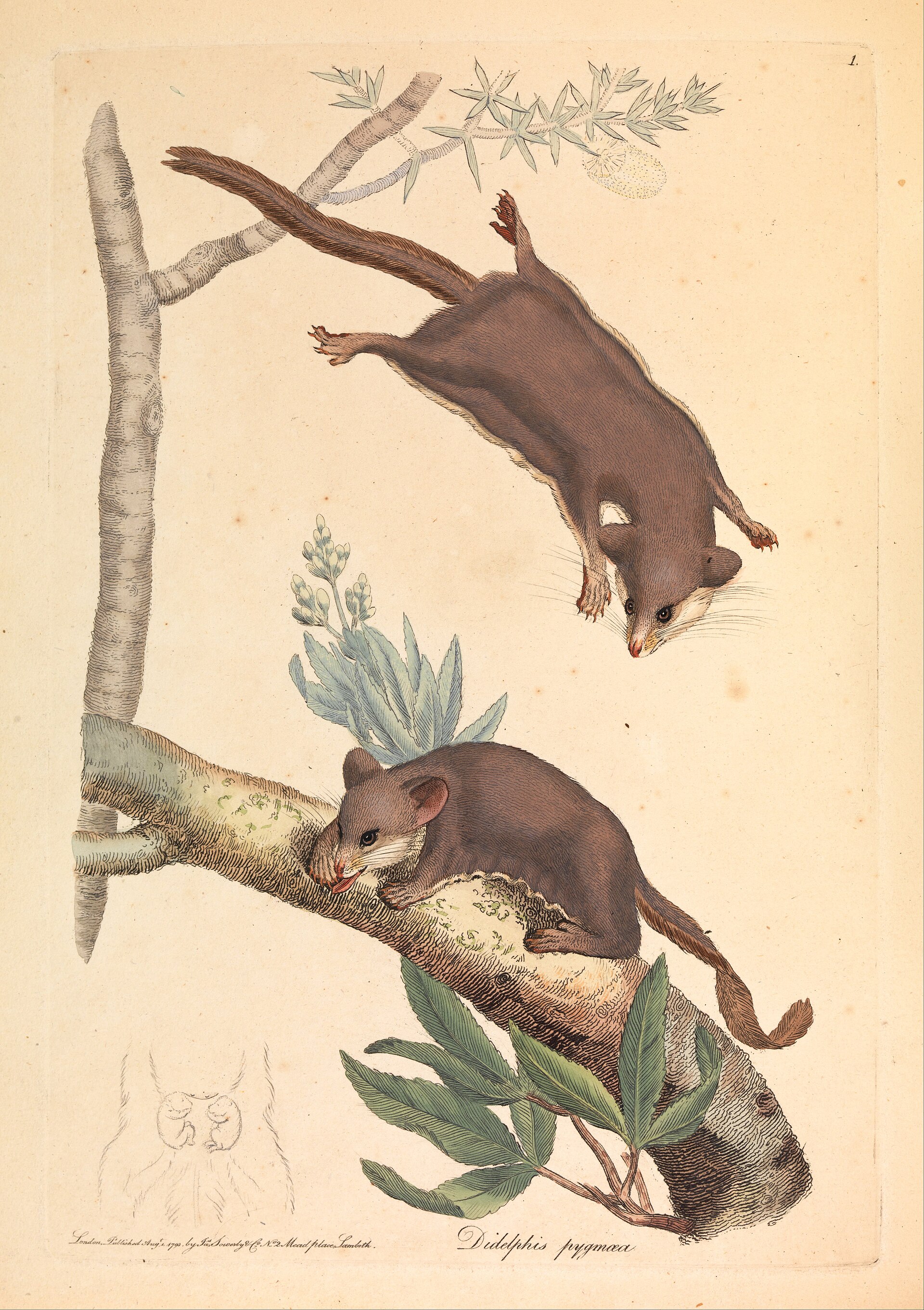 Imagem de referência relacionada a Acrobatidae, item descrito como família de marsupiais