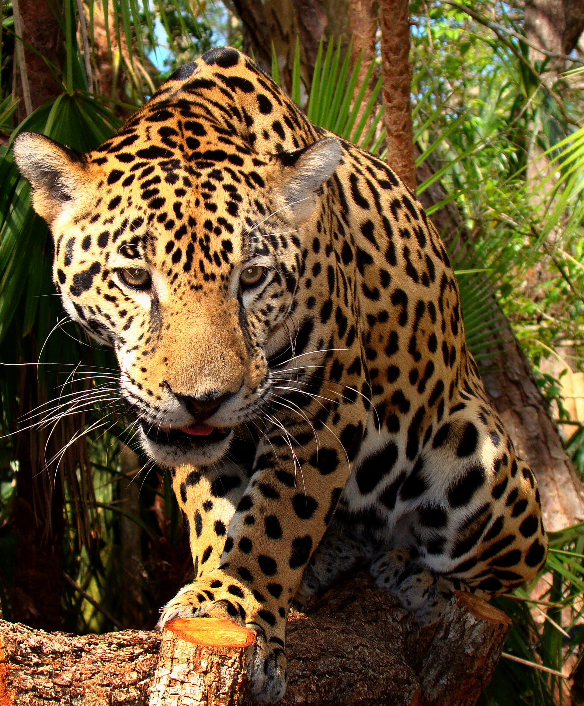 Imagem de referência de onça-pintada, descrito nos dados abertos como mamífero da família Felidae