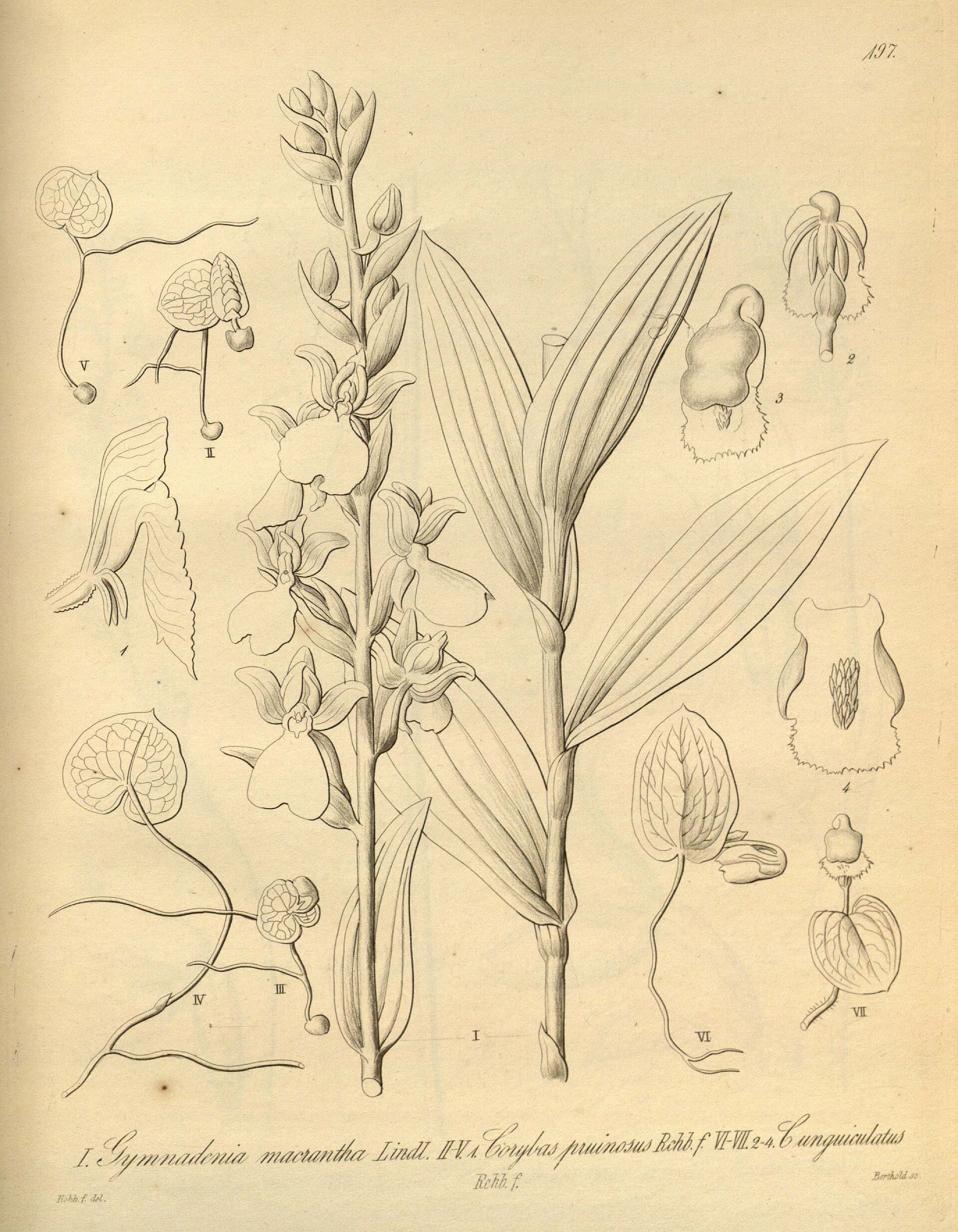 Imagem de referência relacionada a Corybas pruinosus, item descrito como espécie de planta