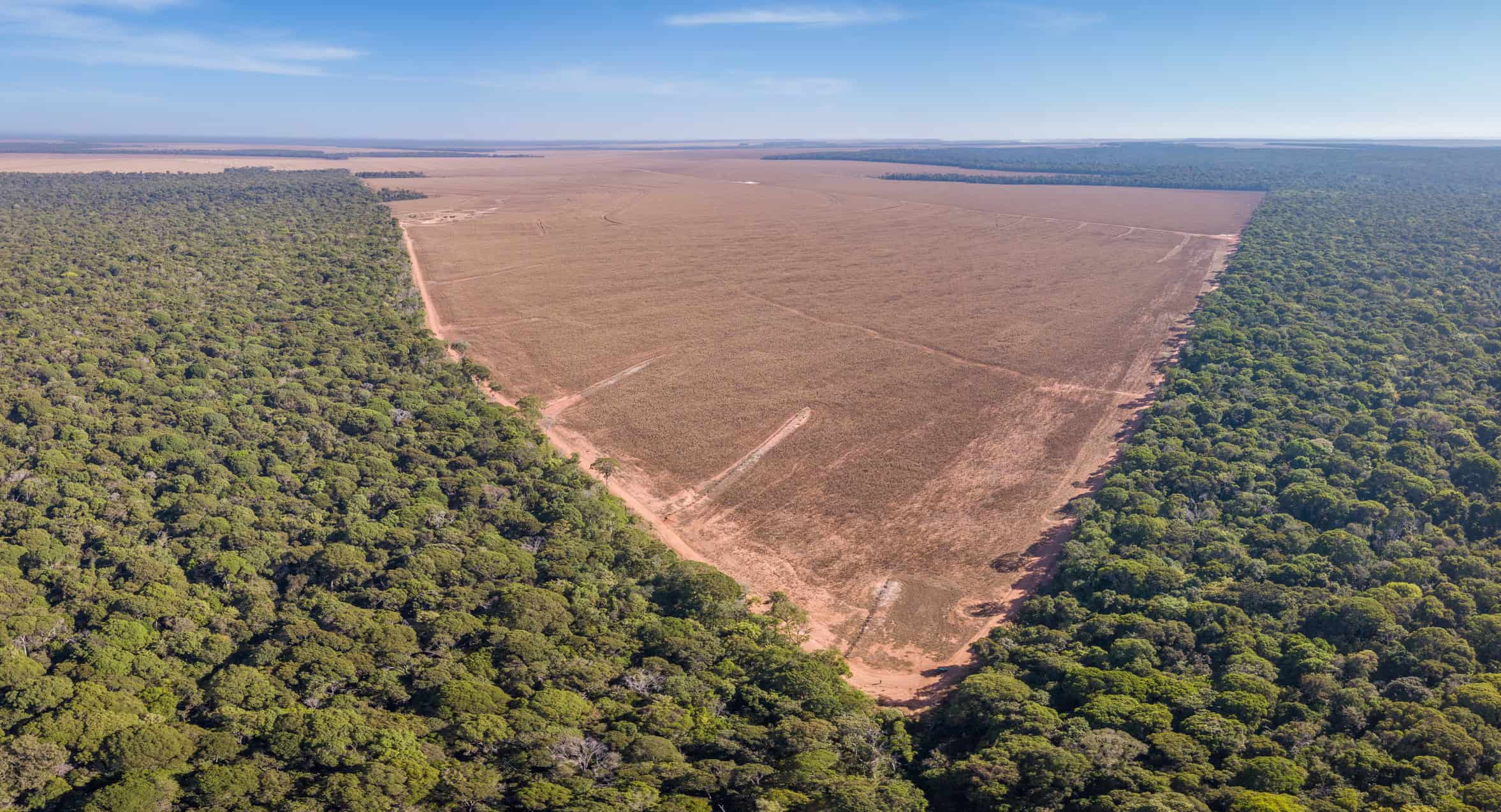 Amazônia bate recorde histórico com menor taxa de desmatamento já registrada