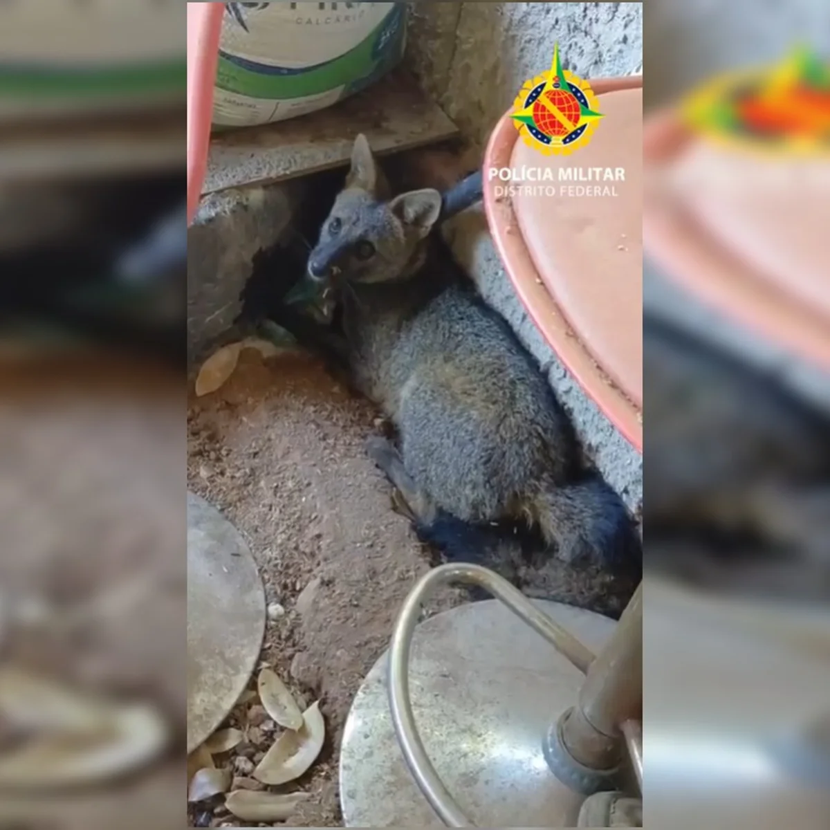 Raposa é resgatada dentro de casa na Ponte Alta Norte