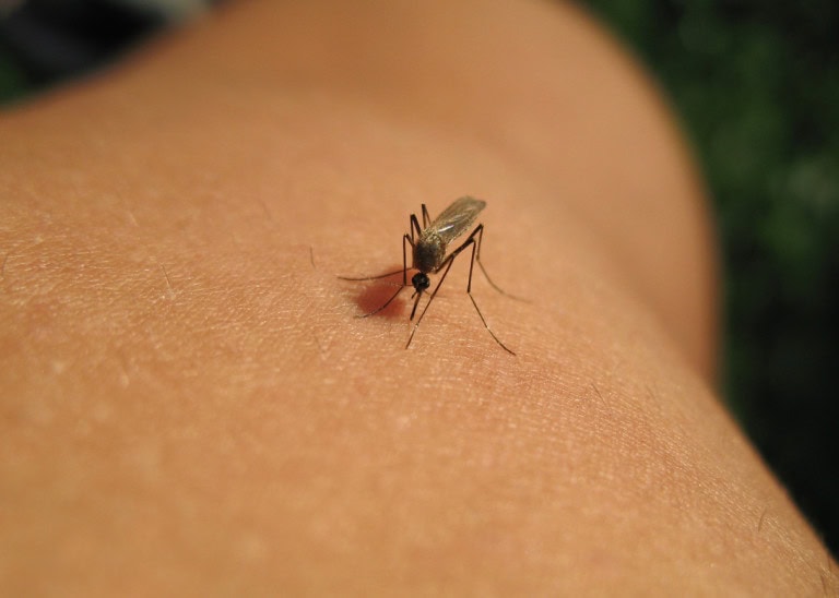 Como as mudanças climáticas favorecem doenças infecciosas no Brasil