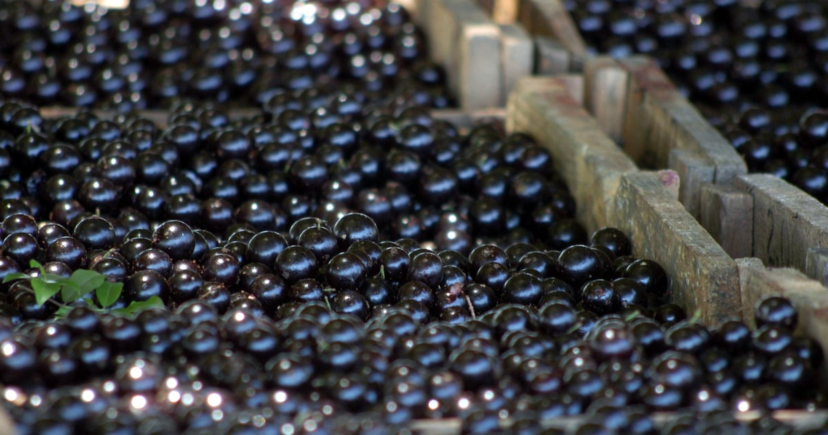 Consumir casca de jabuticaba virou tendência; veja os benefícios e ideias de preparo