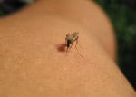 Como as mudanças climáticas favorecem doenças infecciosas no Brasil
