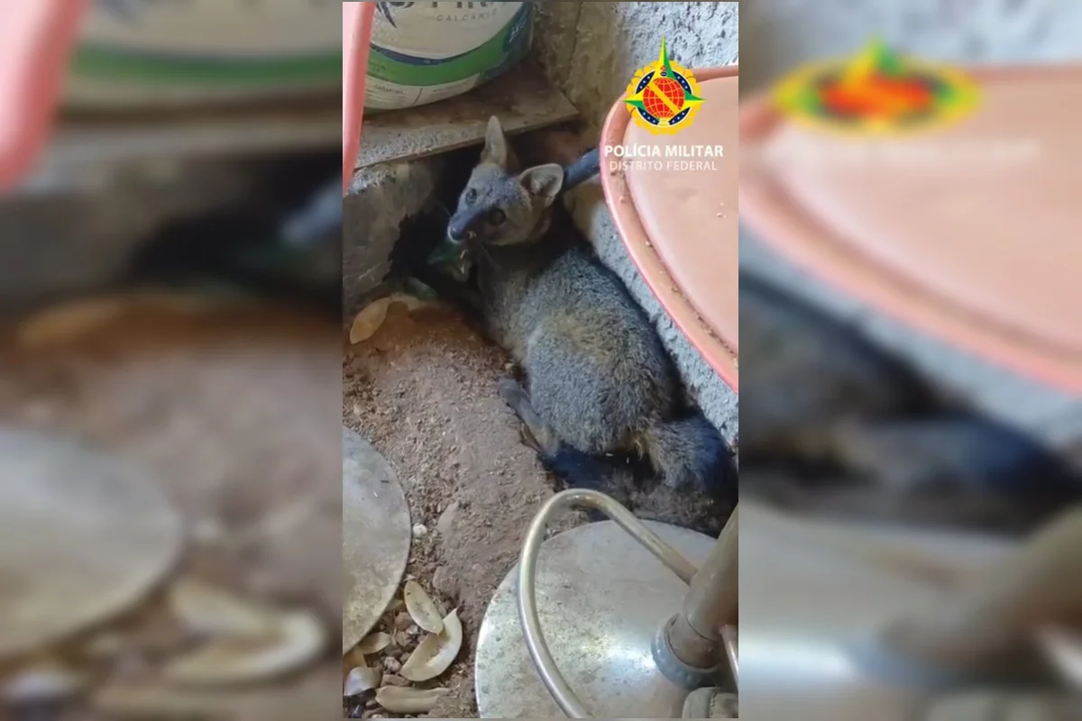 Imagem da matéria: Raposa é resgatada dentro de casa na Ponte Alta Norte