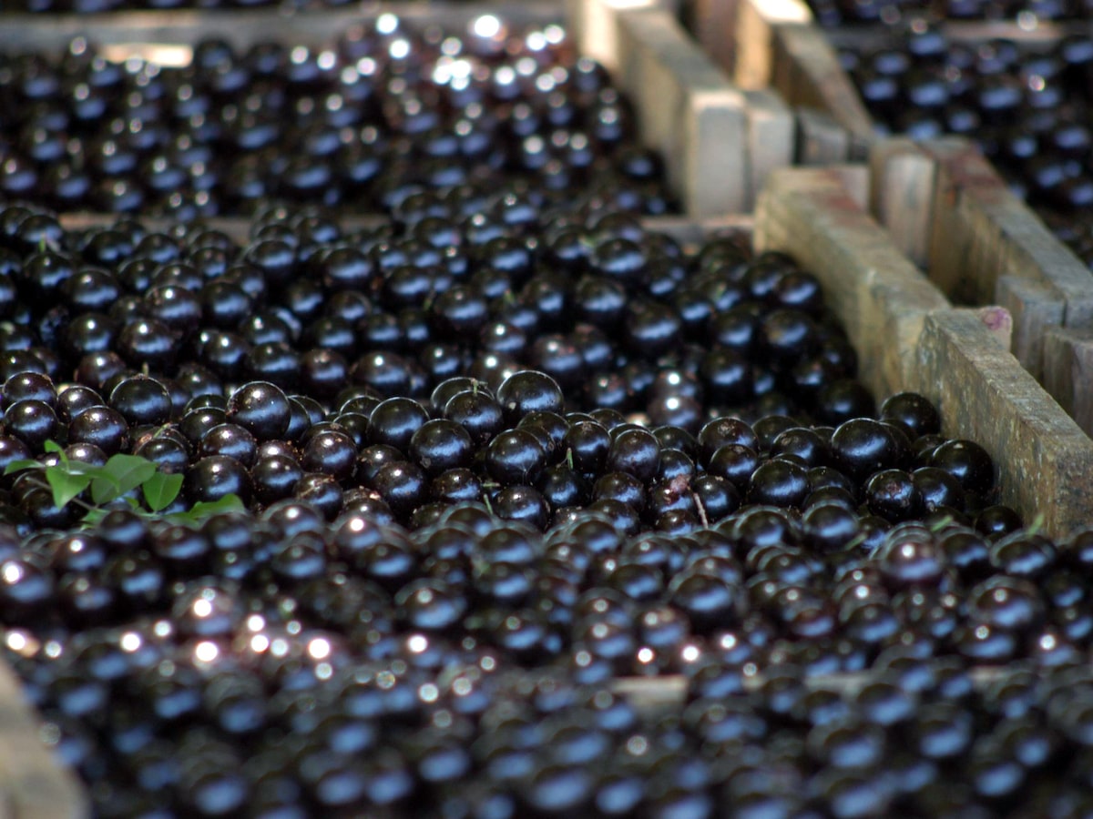 Consumir casca de jabuticaba virou tendência; veja os benefícios e ideias de preparo