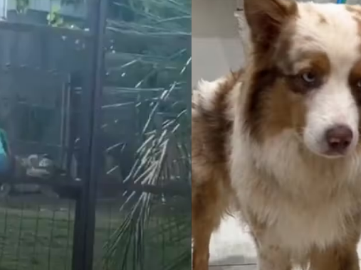 Tutor de cão agredido por dona de hotel para pets desabafa e cobra respostas: 'Mínimo que a gente espera é segurança'