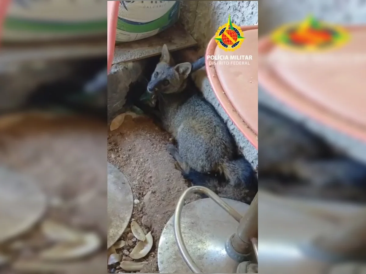 Raposa é resgatada dentro de casa na Ponte Alta Norte