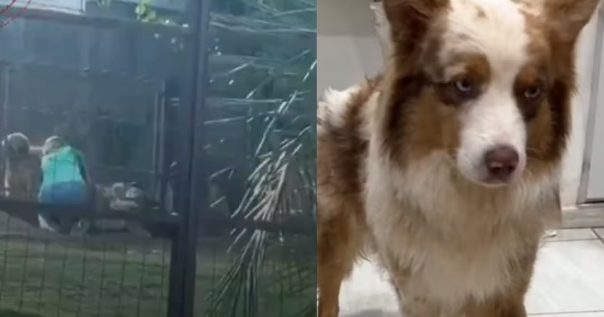 Tutor de cão agredido por dona de hotel para pets desabafa e cobra respostas: 'Mínimo que a gente espera é segurança'