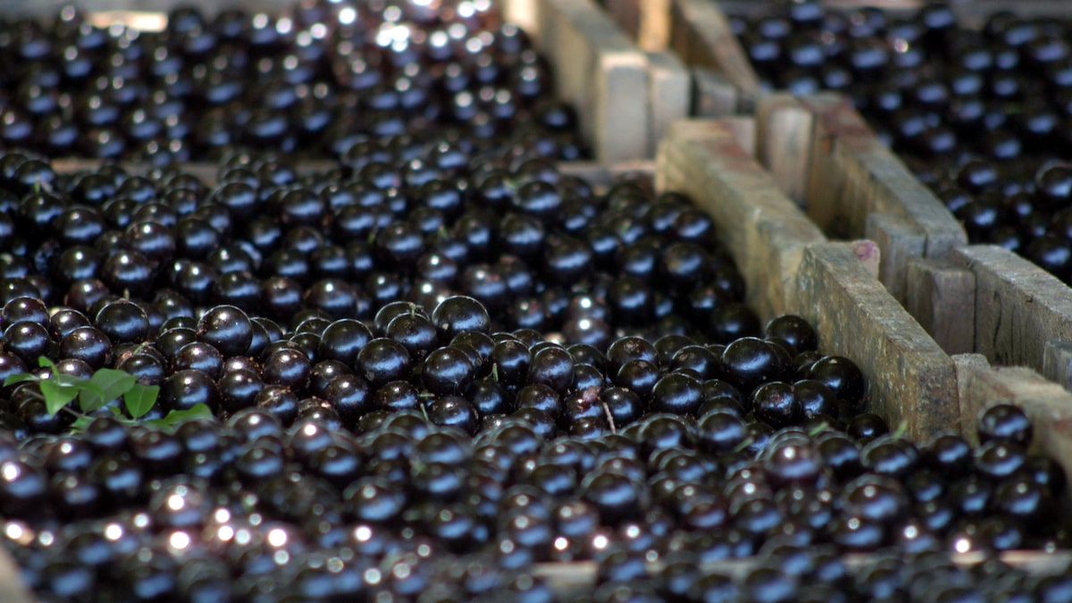 Consumir casca de jabuticaba virou tendência; veja os benefícios e ideias de preparo