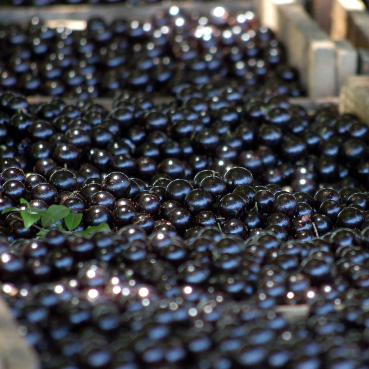 Consumir casca de jabuticaba virou tendência; veja os benefícios e ideias de preparo